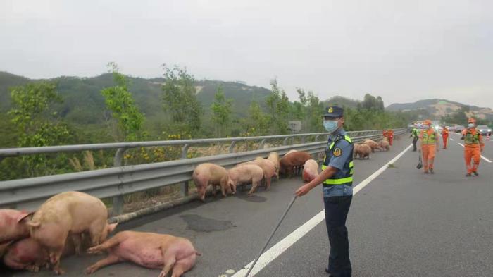 罕见一幕：高速公路上50头逃窜活猪成隐患，路政小哥变身“猪猪侠”保安全