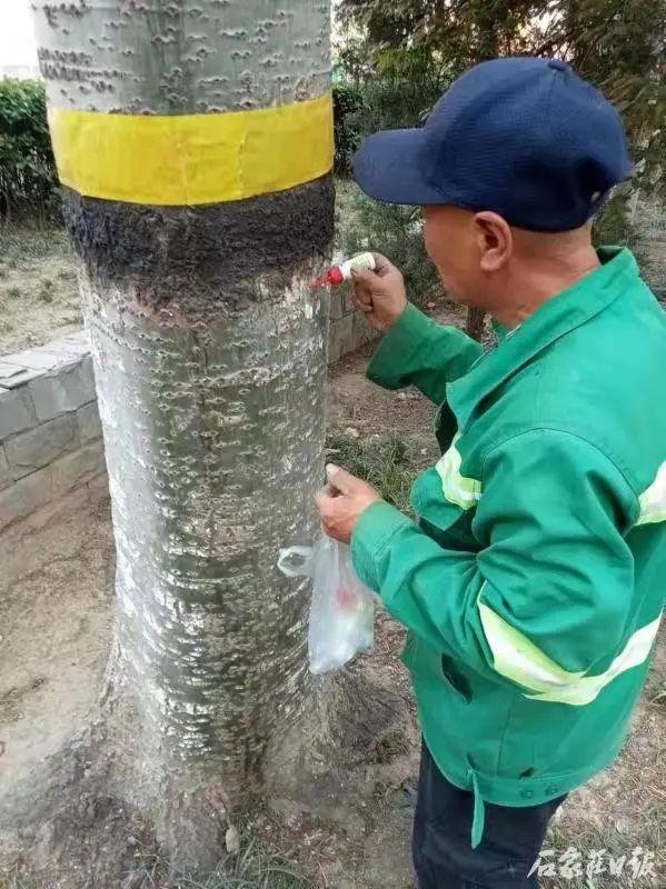 【最新消息】源头防控 建立台账 石家庄市对水系沿线杨柳飞絮精准治理