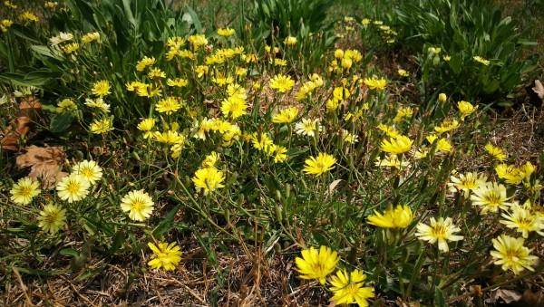 [转载]【原创】读诗人九歌《鹧鸪天.苦菜花》题照
