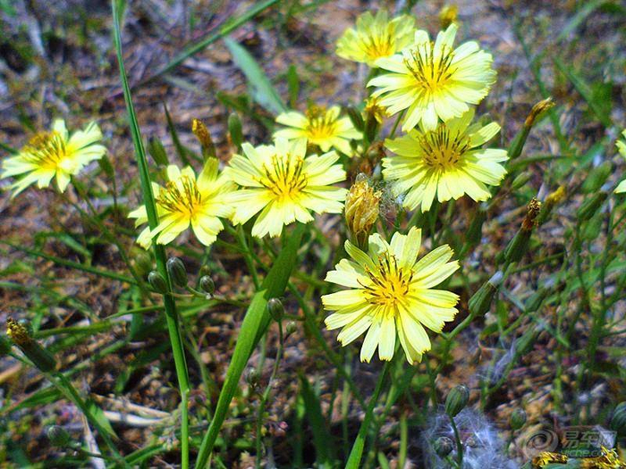 [转载]【原创】读诗人九歌《鹧鸪天.苦菜花》题照