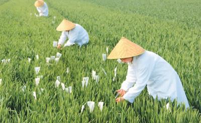 目前冬小麦一、二类苗比例为87.9%，春播粮食过两成 农业农村经济运行总体平稳