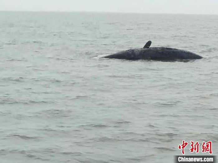 浙江临海渔民在石浦以东附近海域发现一死亡鲸鱼