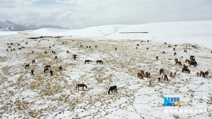 【中央媒体看甘肃】“飞阅”中国 | 降雪降温 山丹马场为马群补饲