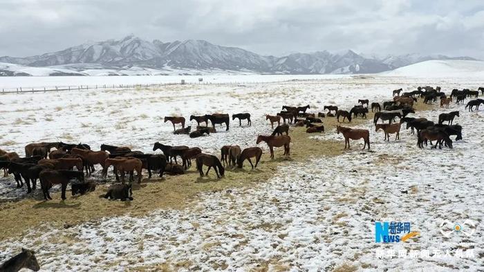 【中央媒体看甘肃】“飞阅”中国 | 降雪降温 山丹马场为马群补饲