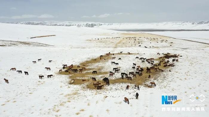 【中央媒体看甘肃】“飞阅”中国 | 降雪降温 山丹马场为马群补饲