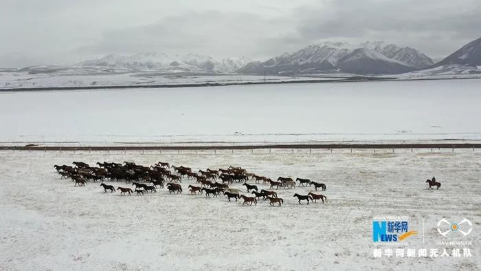 【中央媒体看甘肃】“飞阅”中国 | 降雪降温 山丹马场为马群补饲