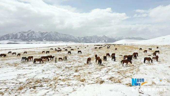 【中央媒体看甘肃】“飞阅”中国 | 降雪降温 山丹马场为马群补饲