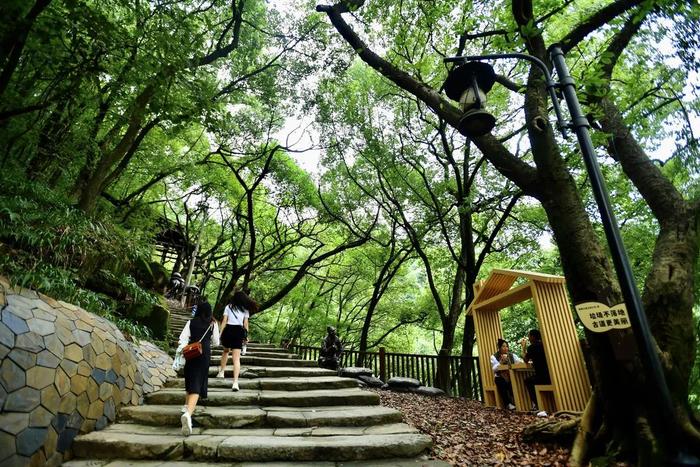 漫步山林步道  “醉入”重庆森林