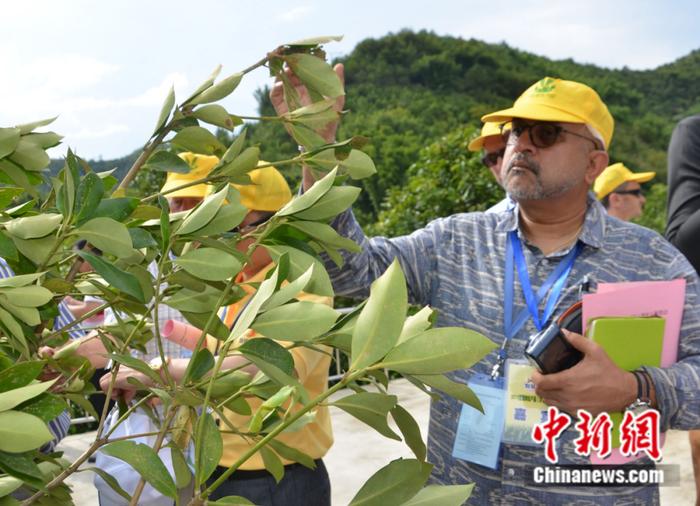 “洋中医”艾森：中医药典是怎么被翻译的？