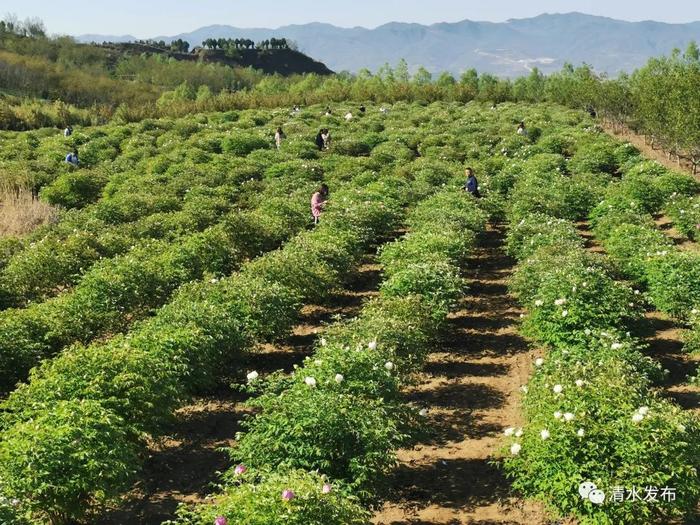 天水清水县：邽山生态园的牡丹开了