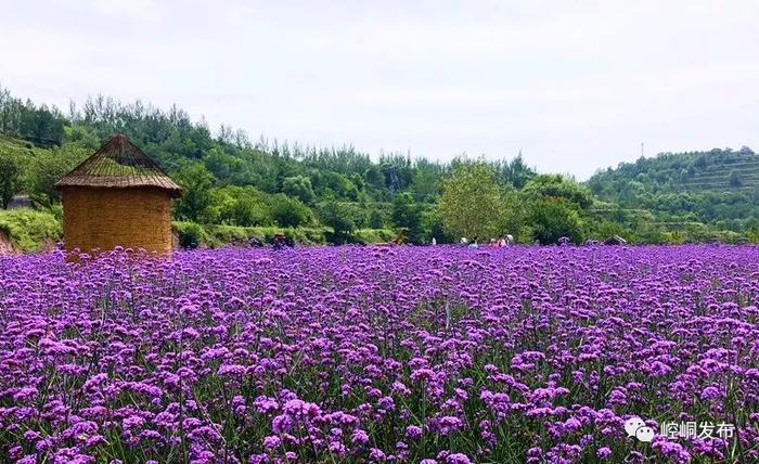 平凉市崆峒区：按捺不住了！五月的“村”心荡漾