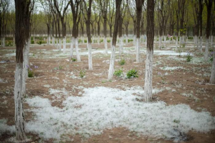 杨柳飞絮何时了？换树、打药、喷水，哪个办法好？