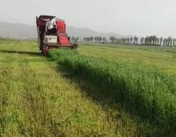 割青麦作饲料视频流传 农业农村部公布举报电话全面排查