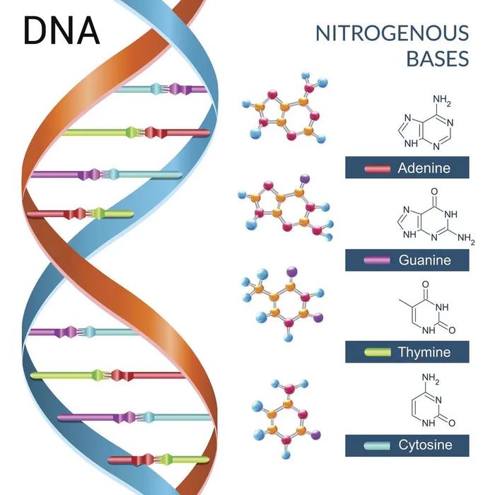 科学家首次发现量子力学如何导致基因突变