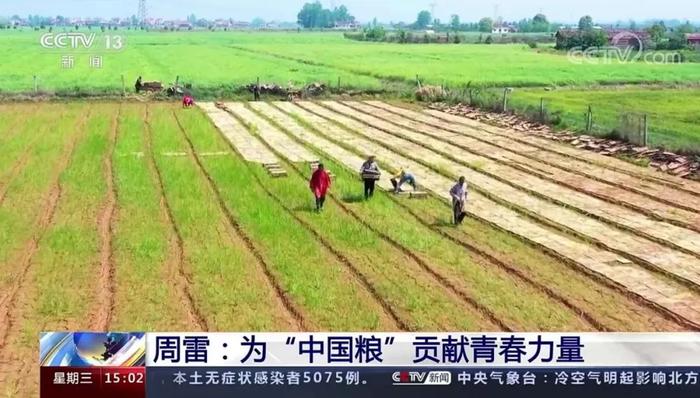 他一年超300天泡在田间，只为让水稻高产又质优……