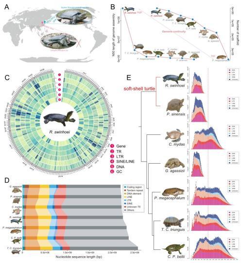 科研人员解析斑鳖的全基因组序列：其与中华鳖亲缘关系密切