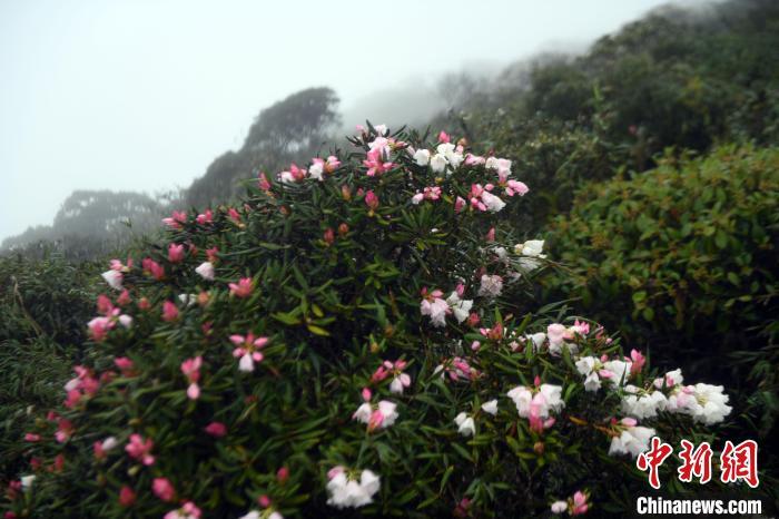 云雾缭绕 野生变色杜鹃花近两千米高山上绽放