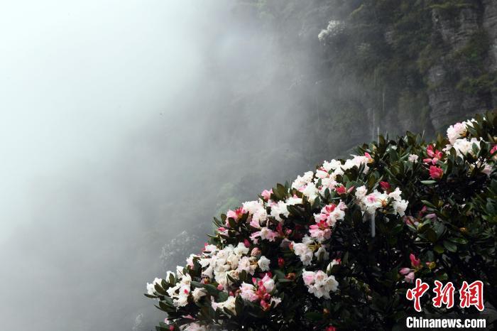 云雾缭绕 野生变色杜鹃花近两千米高山上绽放