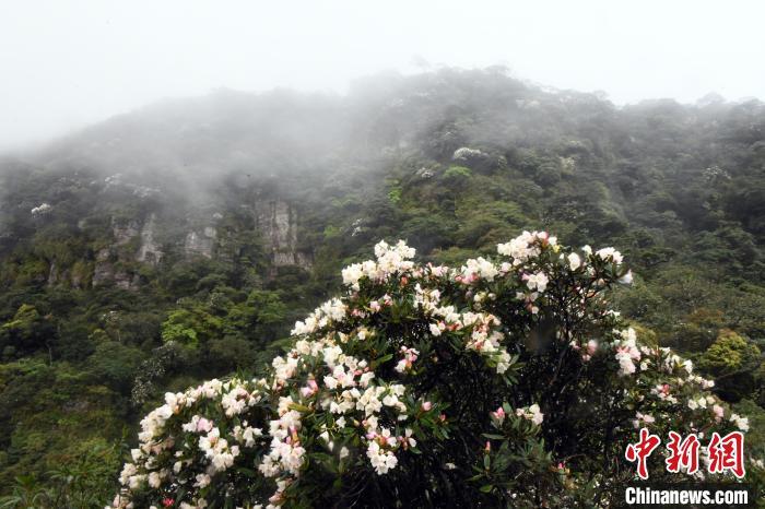 云雾缭绕 野生变色杜鹃花近两千米高山上绽放