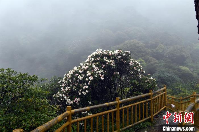 云雾缭绕 野生变色杜鹃花近两千米高山上绽放