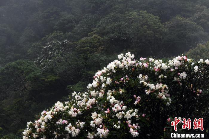 云雾缭绕 野生变色杜鹃花近两千米高山上绽放