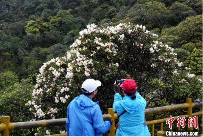 云雾缭绕 野生变色杜鹃花近两千米高山上绽放