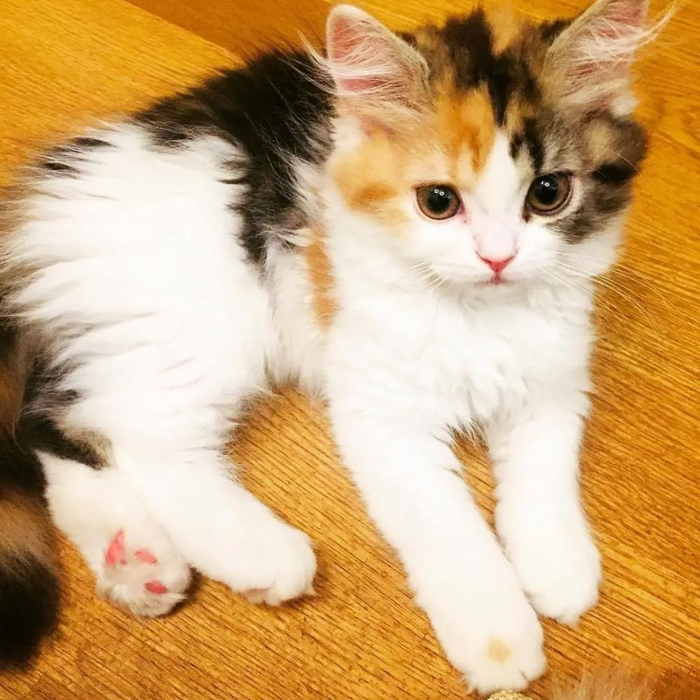 三花猫的6大“优点”，怪不得养过的人，都不想换猫了|老鼠|主人|猫咪