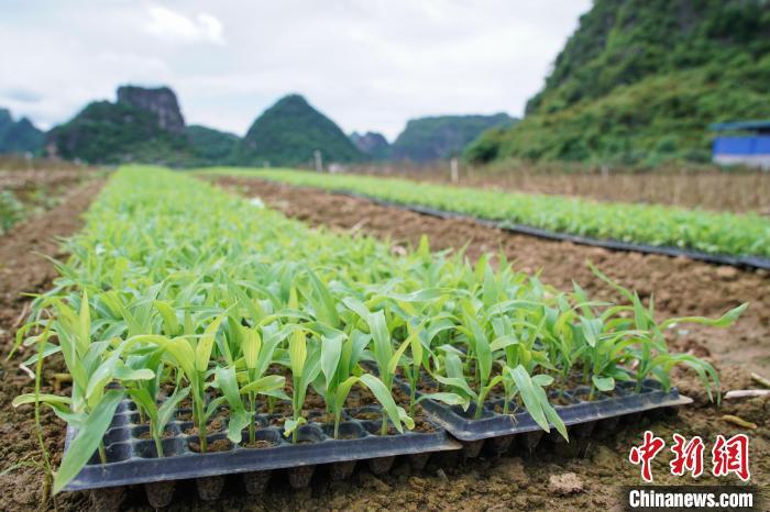 广西马山革命老区：从会种田到“慧”种田