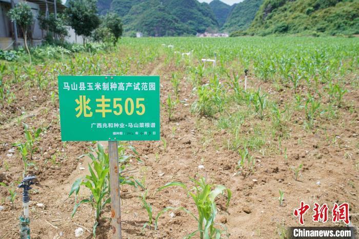 广西马山革命老区：从会种田到“慧”种田