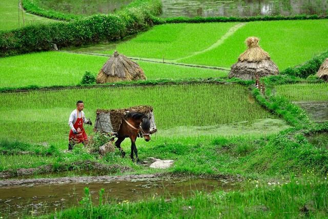 小满节气农事忙 田间地头“丰”景如画