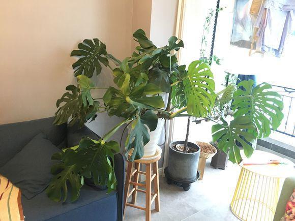 白锦龟背竹，观叶植物中的天花板，1片叶子600块，价格超贵