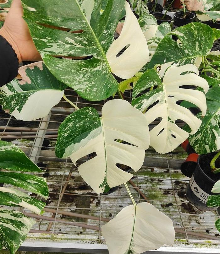 白锦龟背竹，观叶植物中的天花板，1片叶子600块，价格超贵