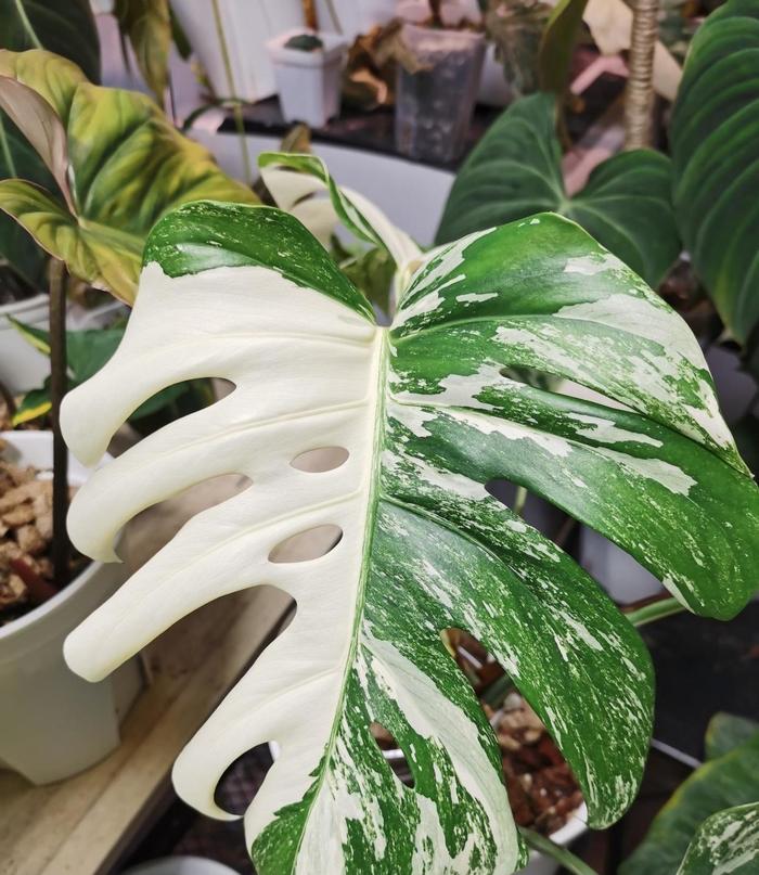 白锦龟背竹，观叶植物中的天花板，1片叶子600块，价格超贵