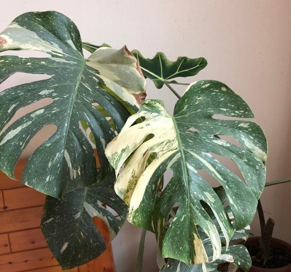 白锦龟背竹，观叶植物中的天花板，1片叶子600块，价格超贵