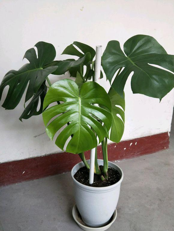 白锦龟背竹，观叶植物中的天花板，1片叶子600块，价格超贵