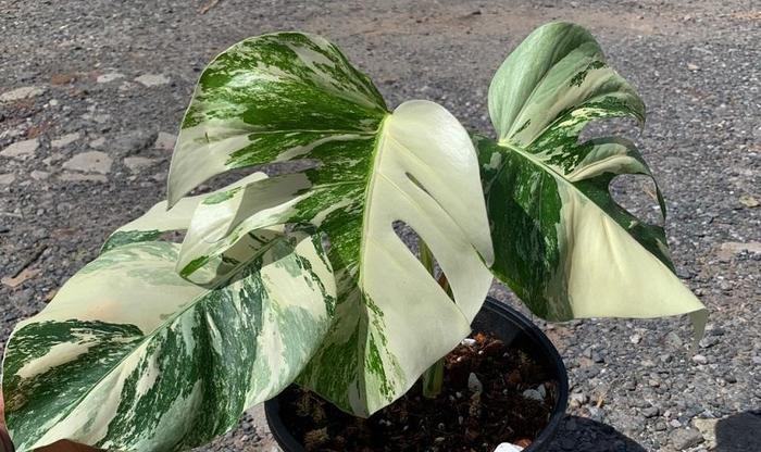 白锦龟背竹，观叶植物中的天花板，1片叶子600块，价格超贵