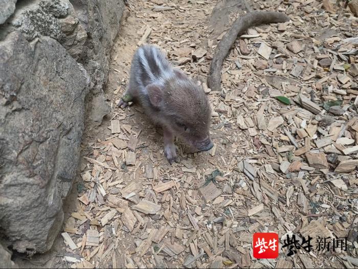 奶凶！南京小野猪迷路后被市民救助