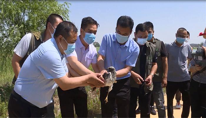 石家庄：带箭飞行的国家二级保护动物白腹鹞已康复并重返蓝天