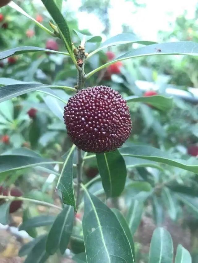 饭后吃水果，突然飞出许多小虫子！吃还是不吃？