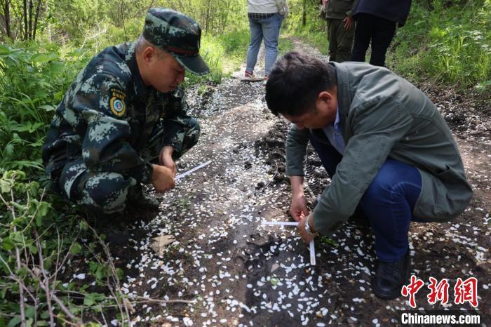 东北地区“林长制”见成效：野生东北虎“完达山1号”频巡山