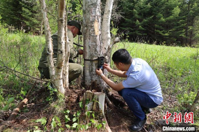 东北地区“林长制”见成效：野生东北虎“完达山1号”频巡山