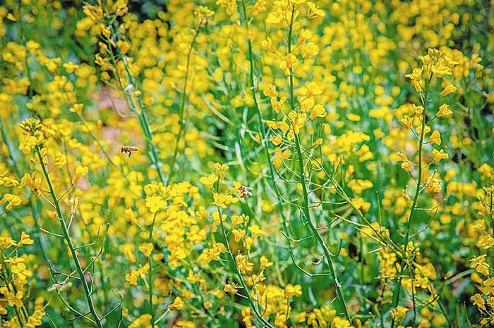 百亩油菜花田成热门“打卡地”