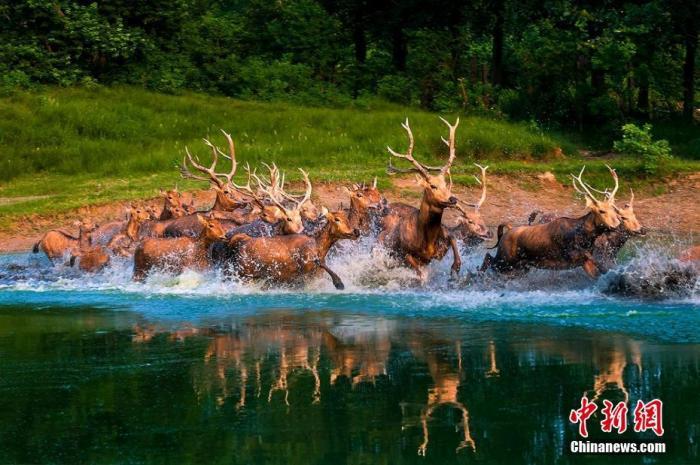 资料图:麋鹿奔驰在盐城滩涂湿地。孙华金 摄