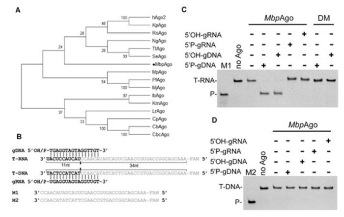 (来源:Nucleic Acids Research)