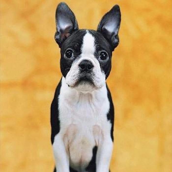 “犬界绅士”波士顿犬4大优点，养过再也忘不了（什么叫波士顿）