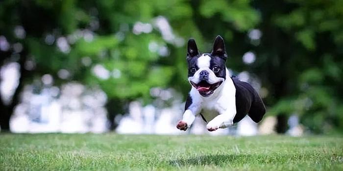 “犬界绅士”波士顿犬4大优点，养过再也忘不了（什么叫波士顿）