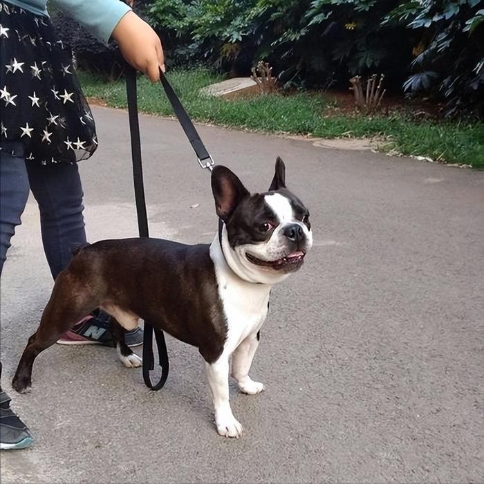 “犬界绅士”波士顿犬4大优点，养过再也忘不了（什么叫波士顿）