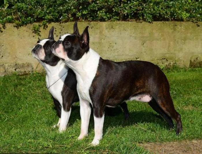 “犬界绅士”波士顿犬4大优点，养过再也忘不了（什么叫波士顿）