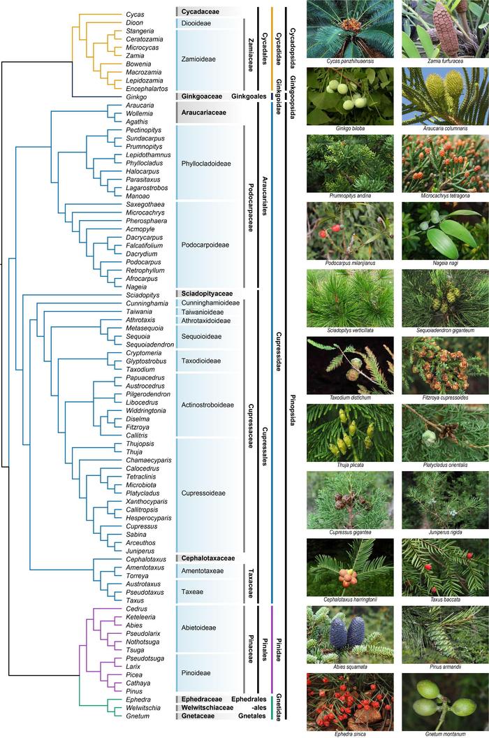 我国学者提出新的裸子植物分类系统