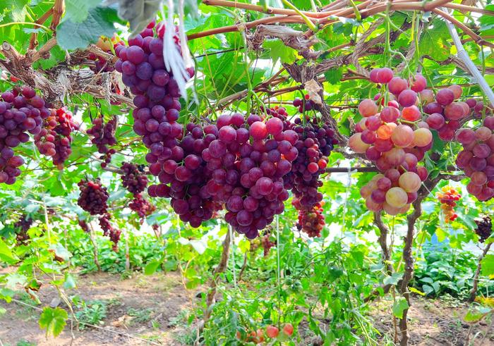 严把农产品质量关，北京平谷马坊镇迎来葡萄采摘季